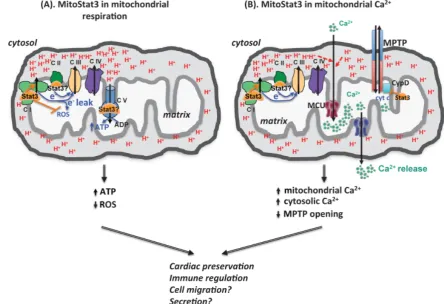 Figure 2. mitoStat3 as a regulator of mitochondria functions. (A) mitoStat3 promotes mitochondrial respiration (ATP synthesis) by increasing ETC activity and MMP