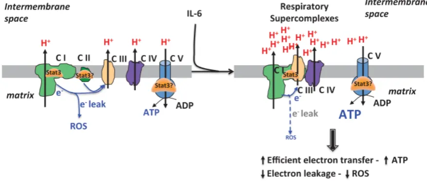 Figure 3. mitoStat3 as a regulator of respiratory supercomplexes. Stat3 can be recruited to respiratory supercomplexes to promote ETC activity and ATP synthesis without increasing ROS production