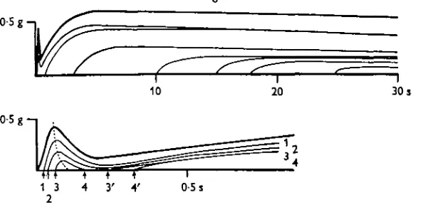 Fig. 4. Superimposed records of tension redevelopment after quick releases made duringphasic and tonic contractions