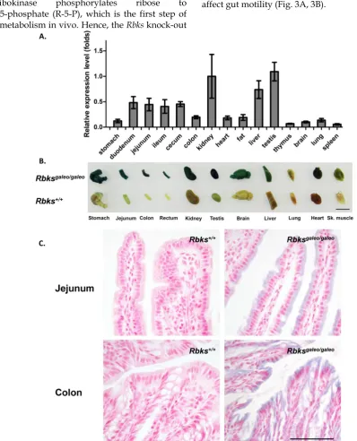 Figure 1. Expression pattern of Rbkswhole mount X-gal staining with (duodenum, jejunum and ileum) and cecum of wild type mice