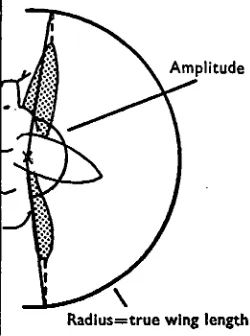 Fig. 7. Method of determining the true amplitude of the wing stroke.