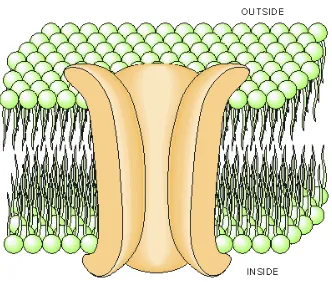 Fig. 2.1.1: A diagram illustrating how the phosphoglyceride (or phospholipid) molecules