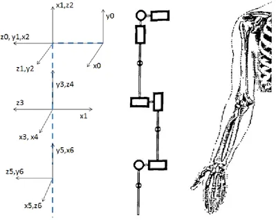 Figure 6: Model arm representations with left; coordinate frames, middle; technical representation, right; human arm