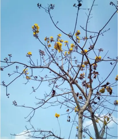 Figure 1: Cochlospermum religiosum 