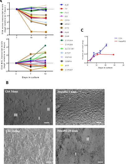 Figure 3. Time course of differentiation, morphology and proliferation. (A) Transcript levels of hepatic in time in C3A cells cultured in monolayer and BALs (B) Morphology of monolayer cultures at days 7 and 14 for C3A and days 7 and 28 for HepaRG