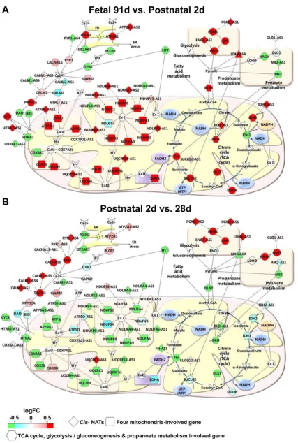 Figure 5. Expression patterns in energy metabolic pathways. The expression details of genes involved in energy metabolic pathways and their correlated cis-NATs are illustrated