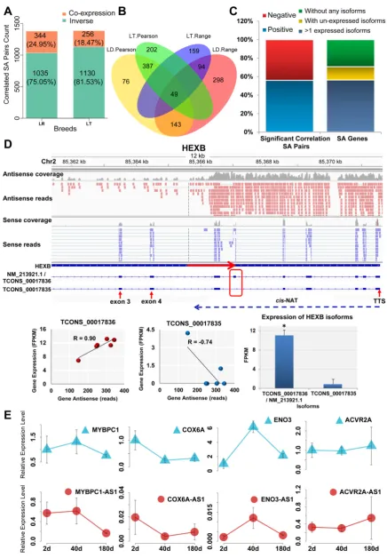 Figure 2. Identification of correlated cis-NAT and sense gene pairs. SA, LR, and LT indicate sense–antisense, Landrace, and Lantang pigs, respectively