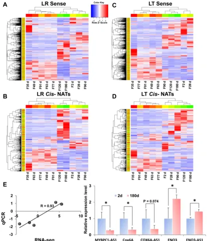 Figure 3. Heat map of DE transcripts during the 10 stages of muscle development. LR, Landrace; LT, Lantang