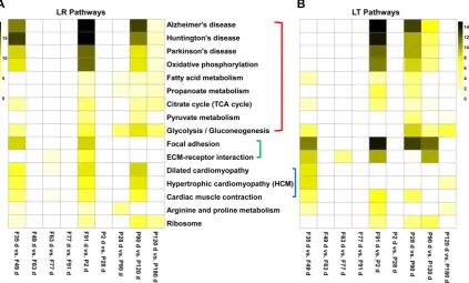 Figure 4. Heat map of the top 16 enriched pathways. LR, Landrace; LT, Lantang. (A) Heat map of the top 16 enriched pathways in LR pigs