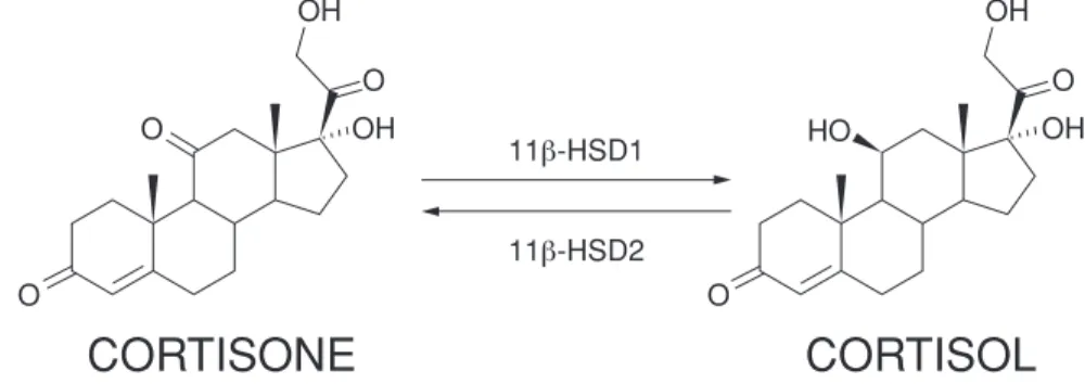 Figure 1: The interconversion between inactive cortisone and active cortisol is mediated by two distinct enzymes, 11 ȋ HSD1 and 11ȋ HSD2.