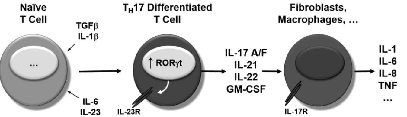 Figure 6: Naive T cells differentiate into Th17 cells by action of multiple factors. Expression of ROR ȍt in Th17