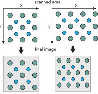 Figure 2.12: Illustration of the eﬀects of scan distortion on the collected STEM images.