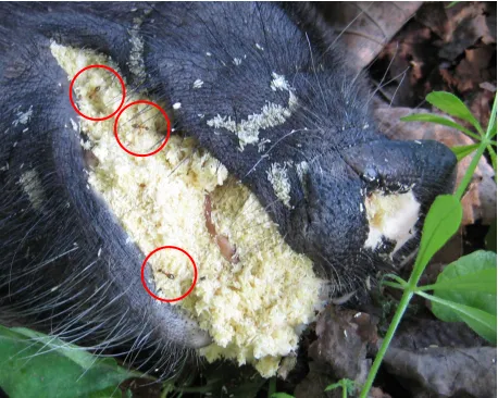 Figure 9. False honey ants (Prenolepis sp.) (circled) consuming blow fly eggs (Lucilia sp