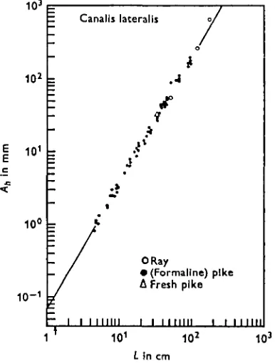 Fig. 4. Average enclosed areas of the h.s.c. versus body length L. Open circles are averageenclosed areas of the h.s.c