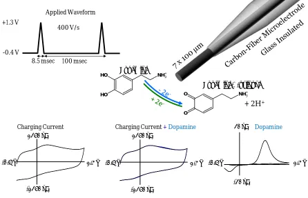 Figure 1.2 -  dopamine creates additional current.  The stable charging current can be subtracted, resulting Background-subtracted fast-scan cyclic voltammetry scheme