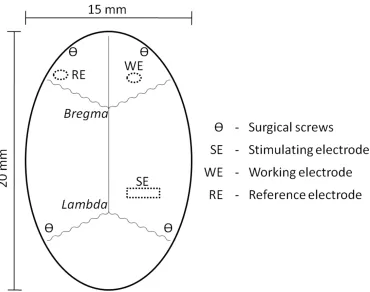 Figure 2.5 - A top view illustration of a rat skull.  Highlighting the general placement of holes (dotted lines) for electrode and surgical screw placement