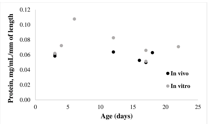 Figure 2. Protein concentration of in vitro and in vivo juvenile mussels with age, normalized by length in mm