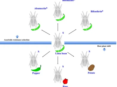 Figure 1. The experimental conditions for this study. Schematic representation of the different populations generated from the susceptible strain (S) under two different experimental conditions: acaricide resistance selection and host plant shift