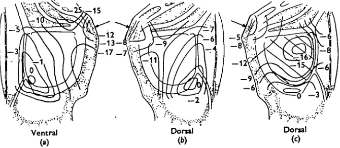 Fig. 6. The sound maps of the mirror region of Homorocoryphus nitidulus victimsmicrophone on the tegmen activated by a 15-5 kHz