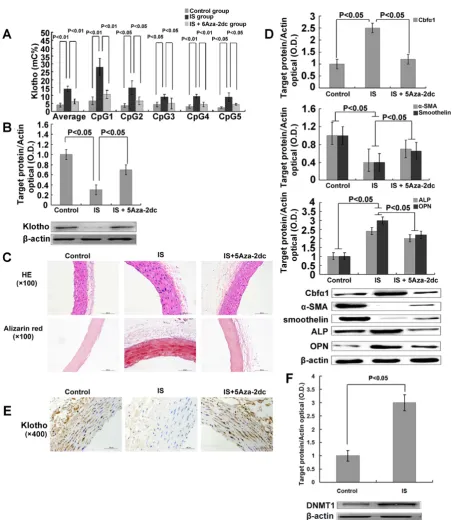 Figure 5. DNMT 1 inhibitor demethylates the Klotho gene, increases Klotho expression, and mitigated aortic calcification induced by IS in5/6-nephrectomized rats