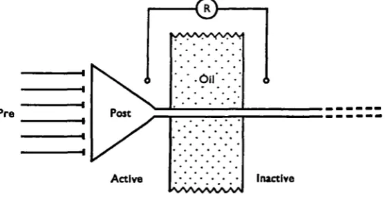 Fig. 1. Schematic diagram illustrating the principle of the recording technique: post-synapticevents are recorded across an 'oil-gap' as the potential difference between the active post-synaptic end (Post) and the other inactive end of a single giant axon.