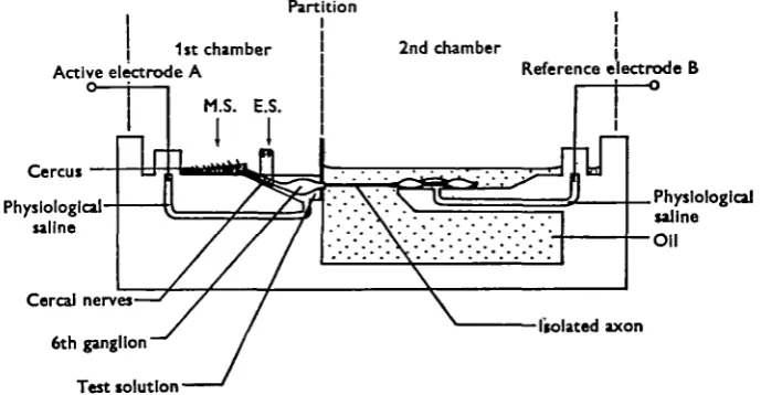 Fig. 2. Diagrammatic representation of the nerve chamber used for recording synaptic potentialswith external electrodes