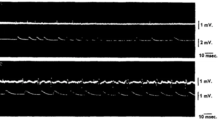 Fig. 4.post-synaptic activity. Two post-gynaptic action potentials (stars) were produced by this stimu- Effects of mechanical stimulation of the cerci by a puff of air, beginning at the arrow, uponlation in B