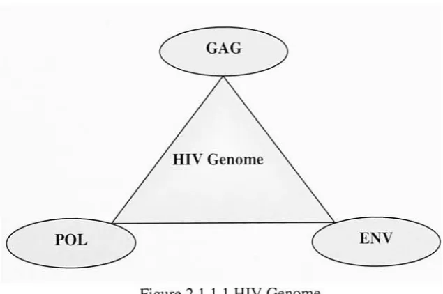 Figure 2.1.1.1 HIV Genome