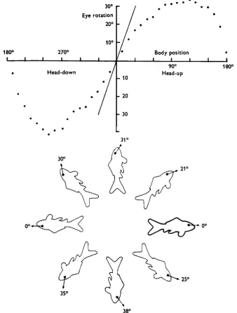 Figure 2 shows the counter-rotation curve ofo°,360 a normal fish. The fish is horizontal at head-up at 900, upside down at 1800, head down at 2700 and horizontal again at0 or o°