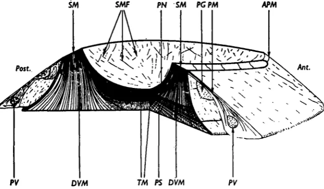 Fig. 1. Stereogram of the foot and mantle of Patellamuscle fibres of the foot.visceral cavity;the shell muscle is interrupted by the nuchal cavity;gill;SM, to show the orientation of the main Ant., anterior; APM, attachment of pallial muscle to the shell where DVM, dorso-ventral muscle; PG, pallial PM, pallial muscle; PN, pedal nerve; Post., posterior; PS, pedal sinus; PV, pallial vein; shell muscle; SMF, fibres of the shell muscle visible through the floor and side of the TM, transverse muscle.
