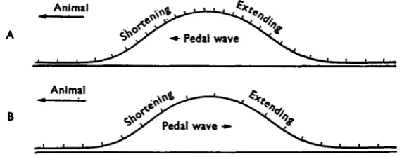 Fig. 4. Diagram summarizing the differences between (A) a direct wave and (B) a retrogradewave (after Lissmann, 1945).