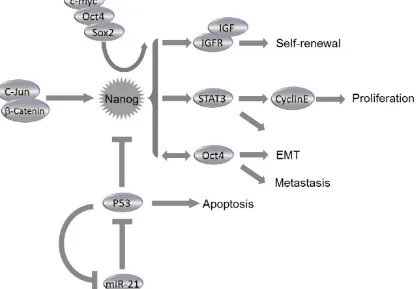 Figure 3. Roles of Nanog in Cancer. Collaborating with c-myc, Oct4 and Sox2, Nanog regulates self-renewal, proliferation, epithelial-mesenchymal transition (EMT) and metastasis of cancer cells through miscellaneous pathways