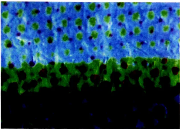 Figure 3: Four Color Offset
