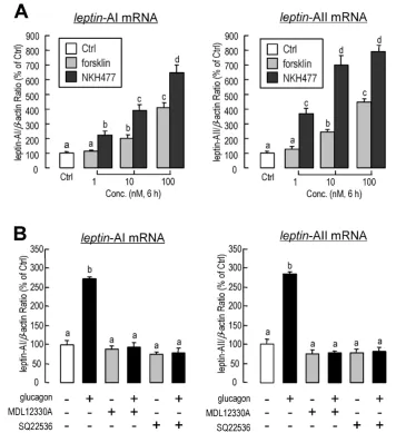 Figure 3. Autocrine/paracrine actions of glucagon on leptin-AI and leptin-AII transcripts in goldfish liver