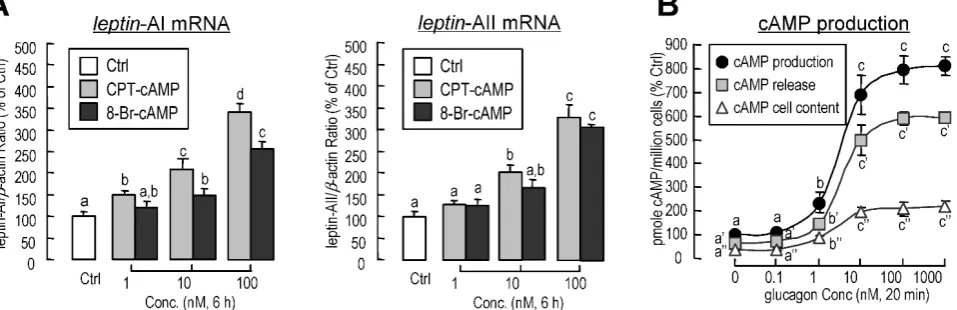 Figure 5. Involvement of cAMP in glucagon-induced leptin-AI and leptin-AII expression in goldfish livers
