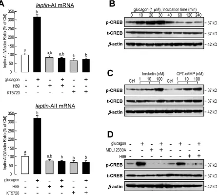 Figure 6. Involvement of PKA and CREB in glucagon-induced leptin-AI and leptin-AII expression in goldfish livers