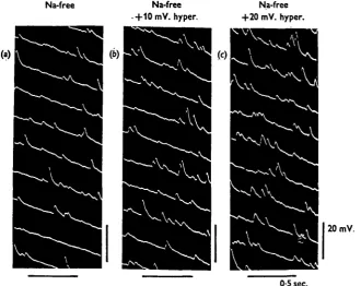 Fig. 4. Generation of m.e.j.p.s in sodium-free solution, (a) Sodium-free solution; (6) 10 mV.hyperpolarization by inward current in sodium-free solution; (c) 20 mV