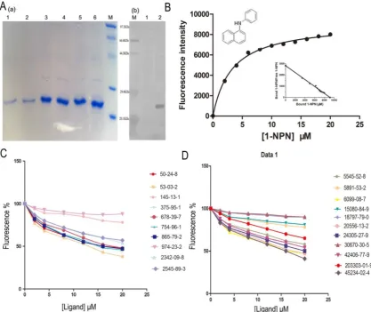 Figure 4. Competitive binding study of SlitOBP1 to a series of selected compounds. (A) Expression and purification of SlitOBP1
