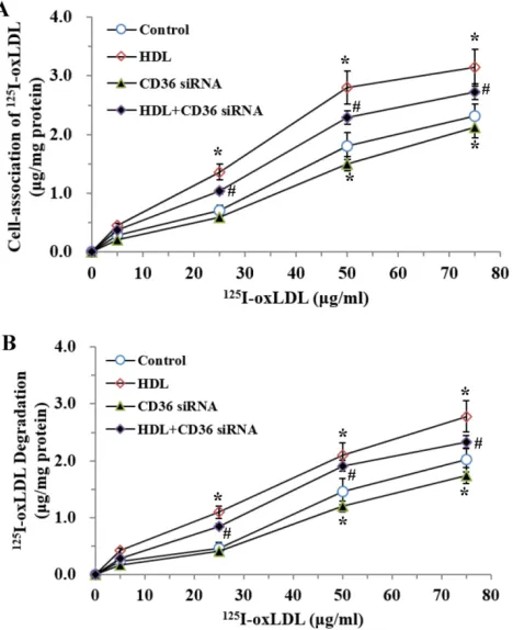 Fig. 5. Effects of CD36 siRNA on cell-association of in adipocytes treated with LPS. The matured adipocytes were transfected with CD36 siRNA and (or) pretreated with HDL (100 stimulated by LPS (100 ng/ml) for 6 hours
