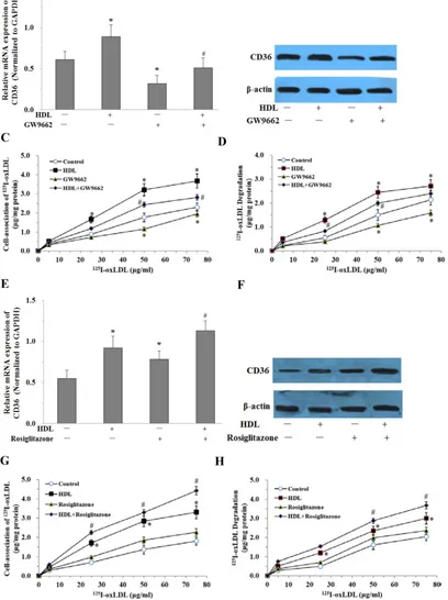 Fig. 6. PPARγ is involved in HDL-induced uptake of oxLDL in adipocytes treated with LPS