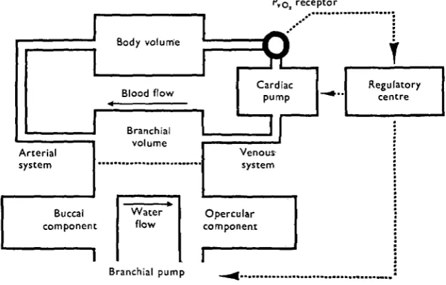 Fig. i. Diagrammatic representation of model system.
