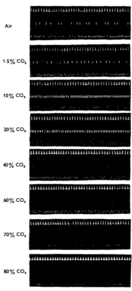 Fig. 4. Specimen records of the respiratory movements of Locustamixtures. Each record consists of time marks (upper trace at one per second), movements of in air and carbon dioxide/airspiracle 2 (centre trace) and dorsoventral abdominal ventilatory movements (bottom trace).