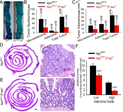 Figure 3. P-selectin-mediated platelet adhesion promotes intestinal tumor growth in ApcMin/+ (C) The effects of P-selectin deletion on the tumor volumes of microadenomas, adenomas and total tumors