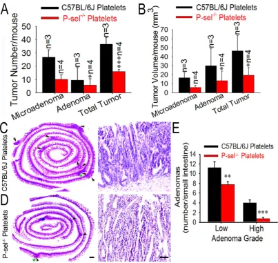 Figure 4. Platelet P-selectin exerts an important role in intestine tumor growth. (A and B) Influence of platelet P-selectin in intestinal tumor growth