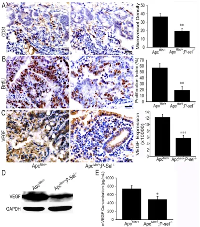 Figure 5. Adherent platelets accelerate angiogenesis via the secretion of VEGF. (A) There were fewer microvessles in the adenomas of Apc(C) The concentration of VEGF in small intestinal adenomas