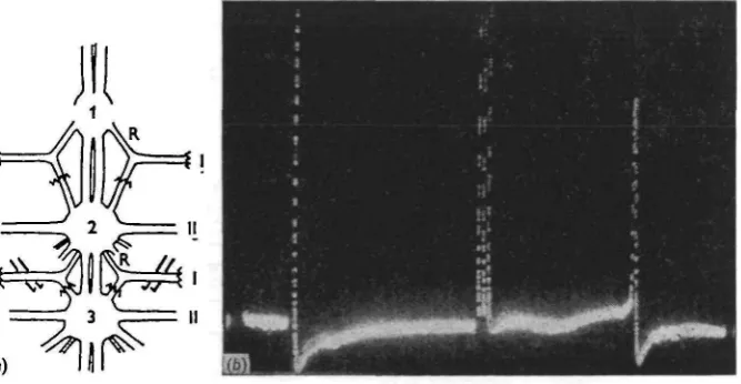 Fig. 3. (a) Experimental arrangement for recording from and identifying dorsal longitudinalmotor neurones in the left side of the meso-thoracic ganglion, and observing their response