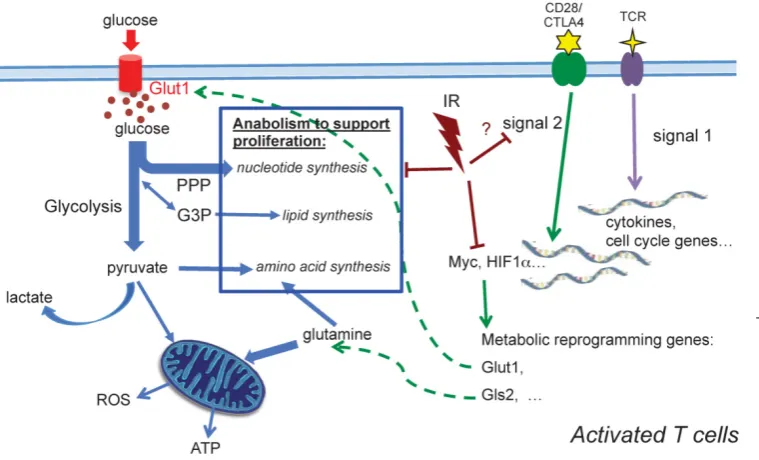 Figure 6. A schematic diagram summa-rizing metabolic alterations in activated T cells after in vivo irradiation