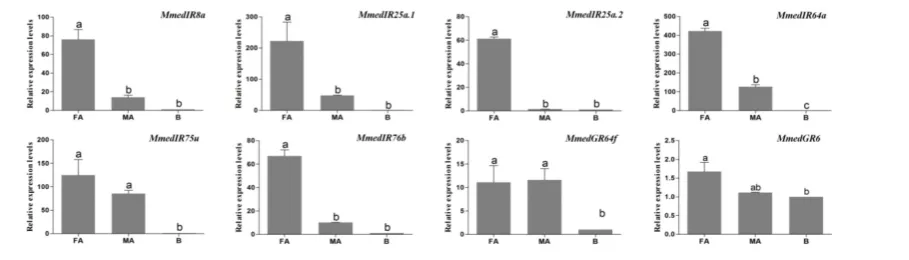 Figure 10. Transcript abundances of M. mediator IR and GR genes. FA: female antennae, MA: male antennae, B: body