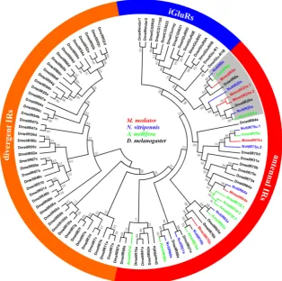Figure 5. Phylogenetic relationship of candidate ionotropic receptor (IR) genes from M