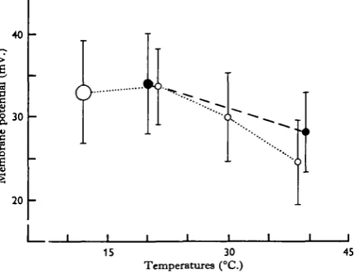 Fig. 3. Relationship between the average transmembrane potential and temperature in twelvepreparations (open circles)